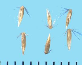  Calamagrostis stricta  ssp . inexpansa.  Florets with long hairs from the callus. 
